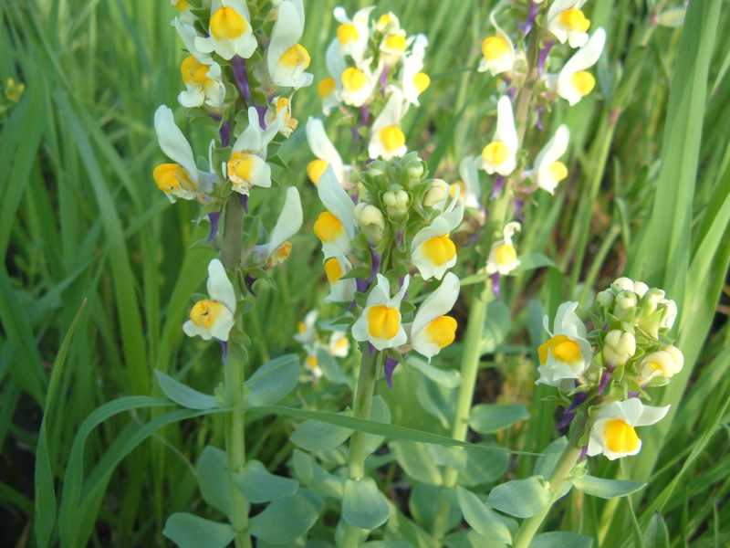 Linaria triphylla